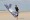 John Barresi flies the New B2 on a Florida beach.